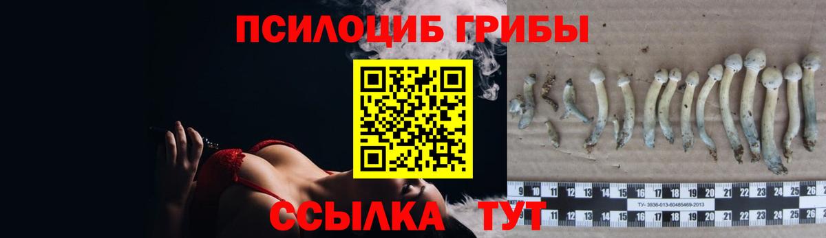 купить наркоту  Псилоцибиновые грибы Cubensis  Вход с VPN  Псилоцибиновые грибы ЛСД  Камышин 